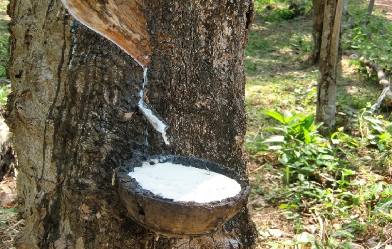 Tháng 4, thị trường cao su đón tín hiệu tích cực nào?